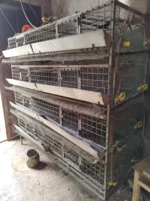 اقفاص وفقاسه للبيع