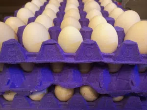 بيض بلدي طازج يوميا