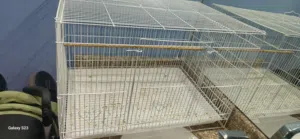 اقفاص طيور للبيع