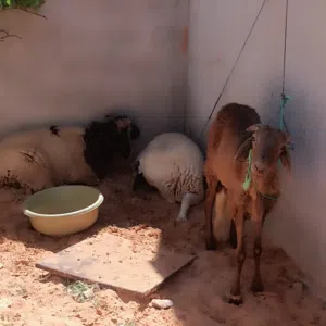 زوز خرفان  وطني للبيع