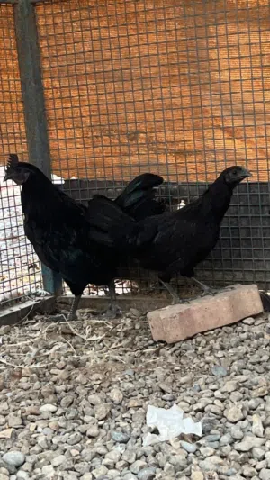 للبيع زوج دجاج اندونيسي