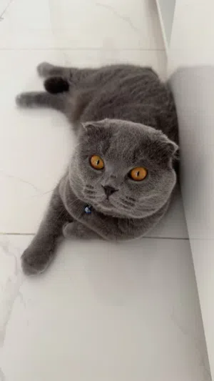 ذكر سكوتش بيور