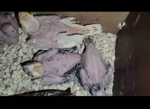 Birds2