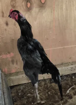 ديك من سلالة الشامو الألماني، لونه رمادي، عمره 7 german shamo rooster age 7 months أشهر
