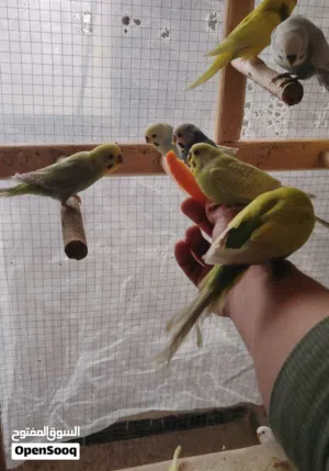 طيور حب للبيع