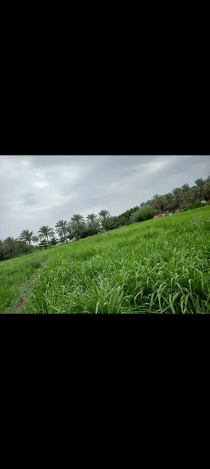 2 Bedrooms Farms for Sale in Al Batinah Al Masnaah