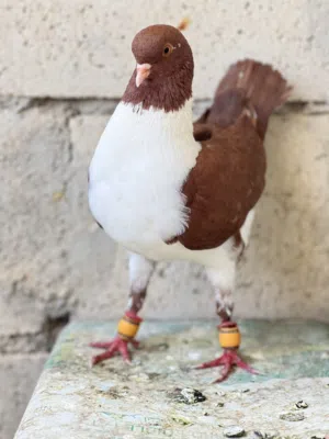 جوز حمام للبيع  موجودات برصيفه