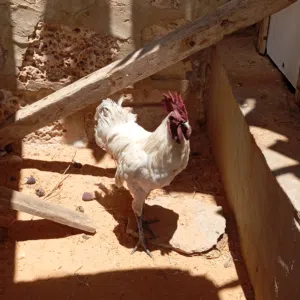 فروج لمبرجيني