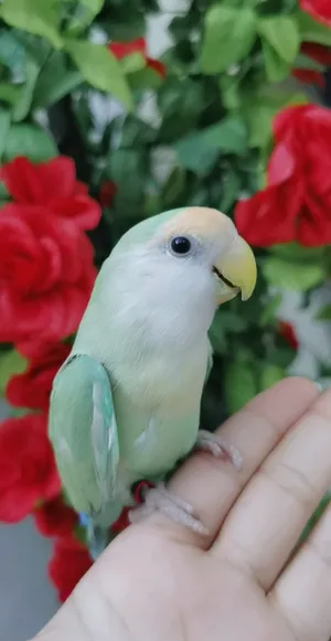 ‏ببغاء‏4