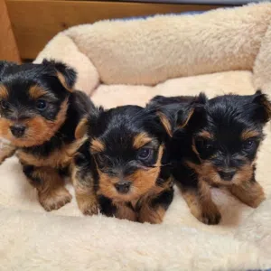 Yorkies puppies