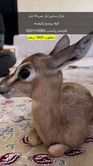 للبيع غزال ذكر دماني