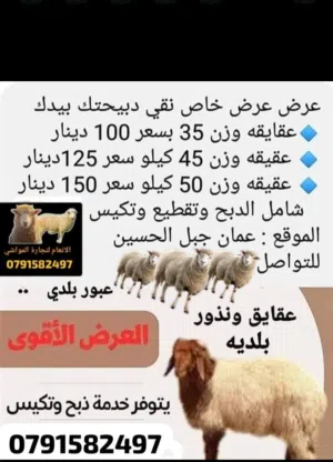 عقائق ونذور بلديه