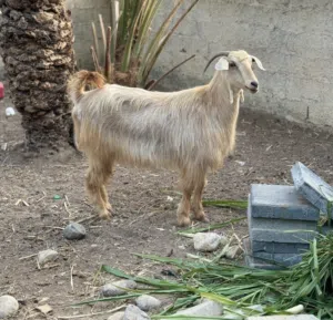 للبيع شاه من حلال الجواميد