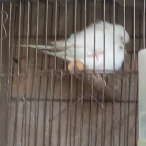 جوز بادجي البينو