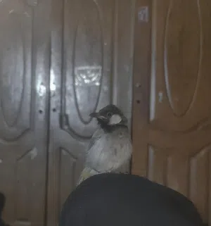 بلبل اليف طينه