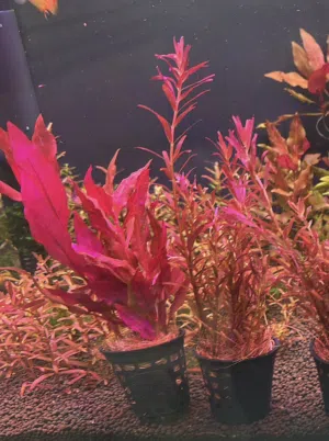Aquarium plants