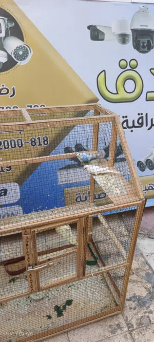 طيور حب هولندي عيون حمر
