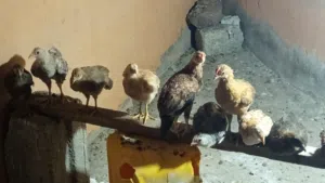 دجاج محلي لي البيع
