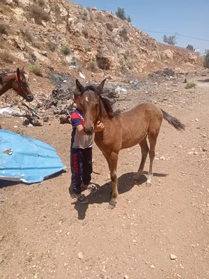 ‏خيل‏4