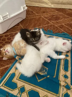 قطط صغار عمر شهر ونص