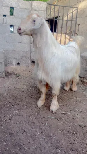 للبيع فحول من حلال الجواميد الفاخره وكبش نجد أصل مشروع فحل فاخر