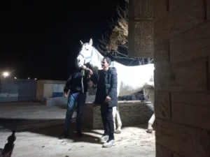 فرس مستورده طول 180