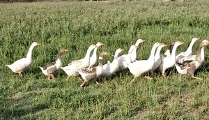 Other Animals1