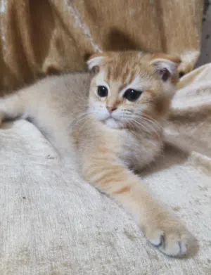 سكوج فولد ny12 كولد