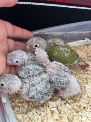 فراخ جرين شيك للزق اليدوي