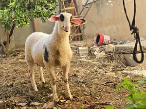 Sheep0