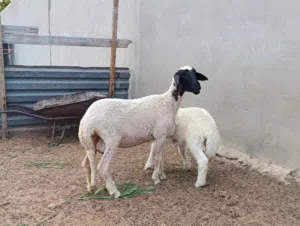 فطيمه والده خروف