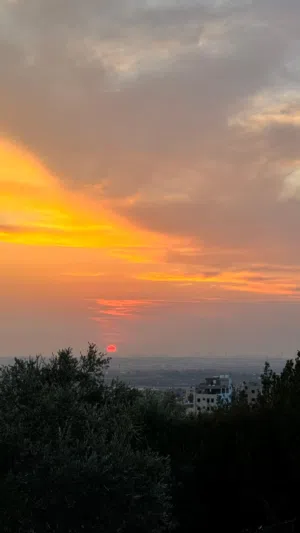طولكرم / شويكة