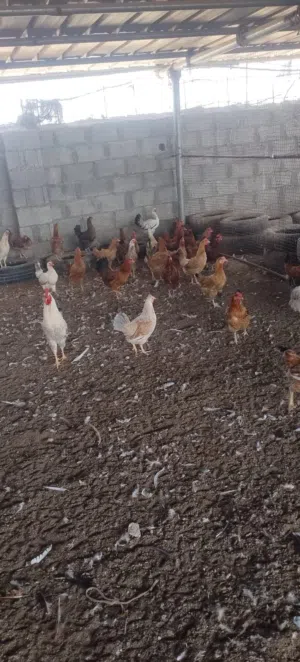 دجاج ودياكه تهجين فرنسي