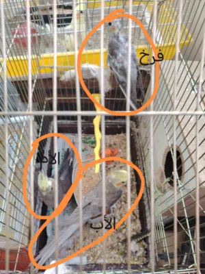 طيور كوكتيل