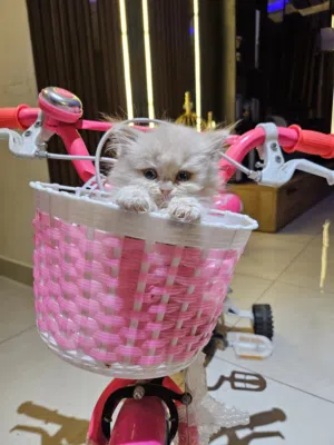 persion 1 month kitty