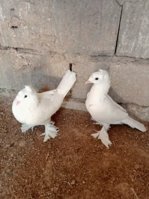 زوج حمام دمكش نثيه وفحل
