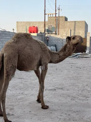 البيع بكار طيبات مال جني العدد 2