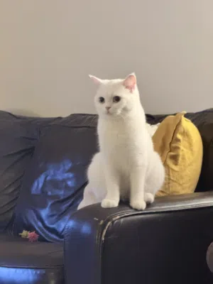 Scottish female Shorthair 7 months  for Sale