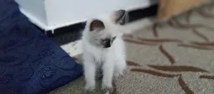 ‏شيرازي‏1