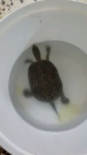 سلحفاة مائيه
