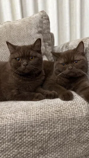 British Shorthair cinnamon