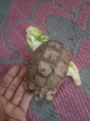 ‏سلاحف‏3