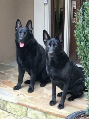 German shepherd puppy 2.5 months old