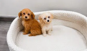 Adorable maltipoos