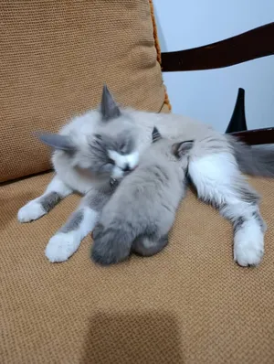 ‏أخرى‏3