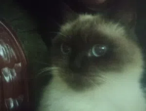 A friendly female cat 1.5 years old with cat food and sand
