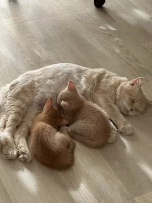 Cat Adoption
