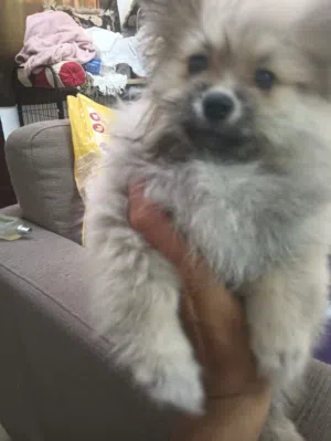 جرو بومرينيان 3 شهور – لون سابل مميز