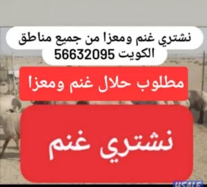 نشتري غنم ومعزا العدد مفتوح والدفع كاش
