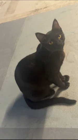 Shadow needs a loving home
